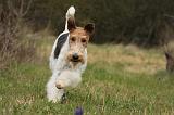 FOX TERRIER 536